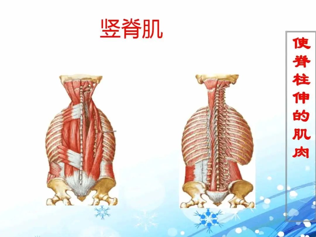 健身需要单独的训练腹肌吗,腹肌到底需不需要刻意去训练