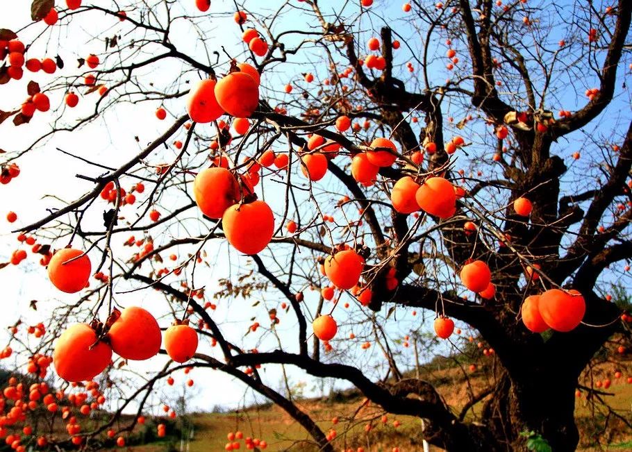 初冬七绝古诗词,初冬最好的七绝古诗