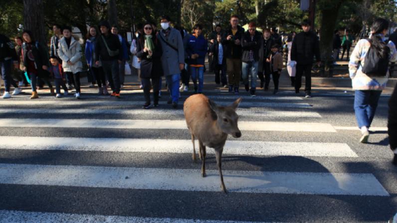 换个角度看世界杯上日本队的“亚洲奇迹”，自由和尊严之路