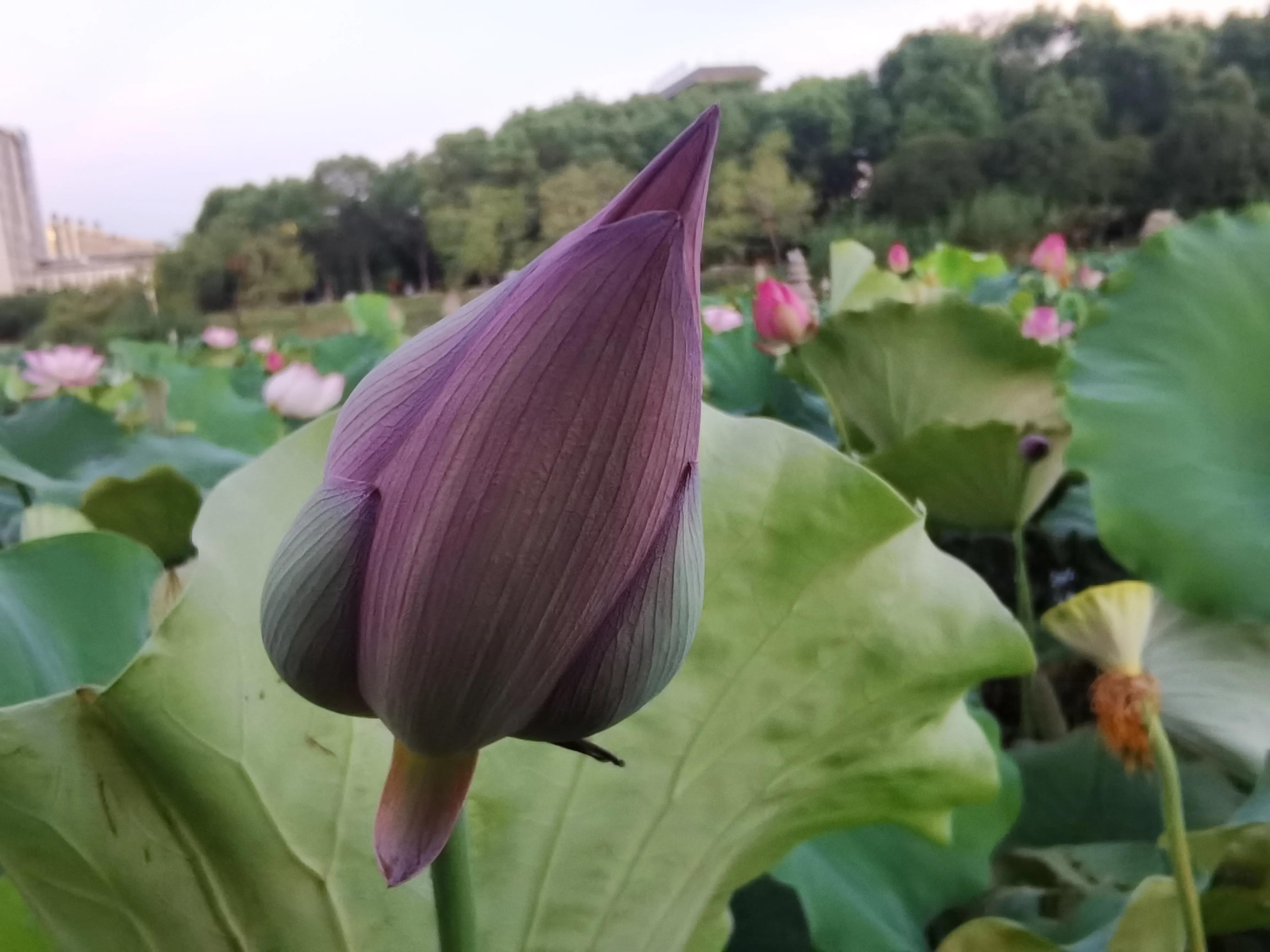 又见荷花香,池塘荷花仍飘香