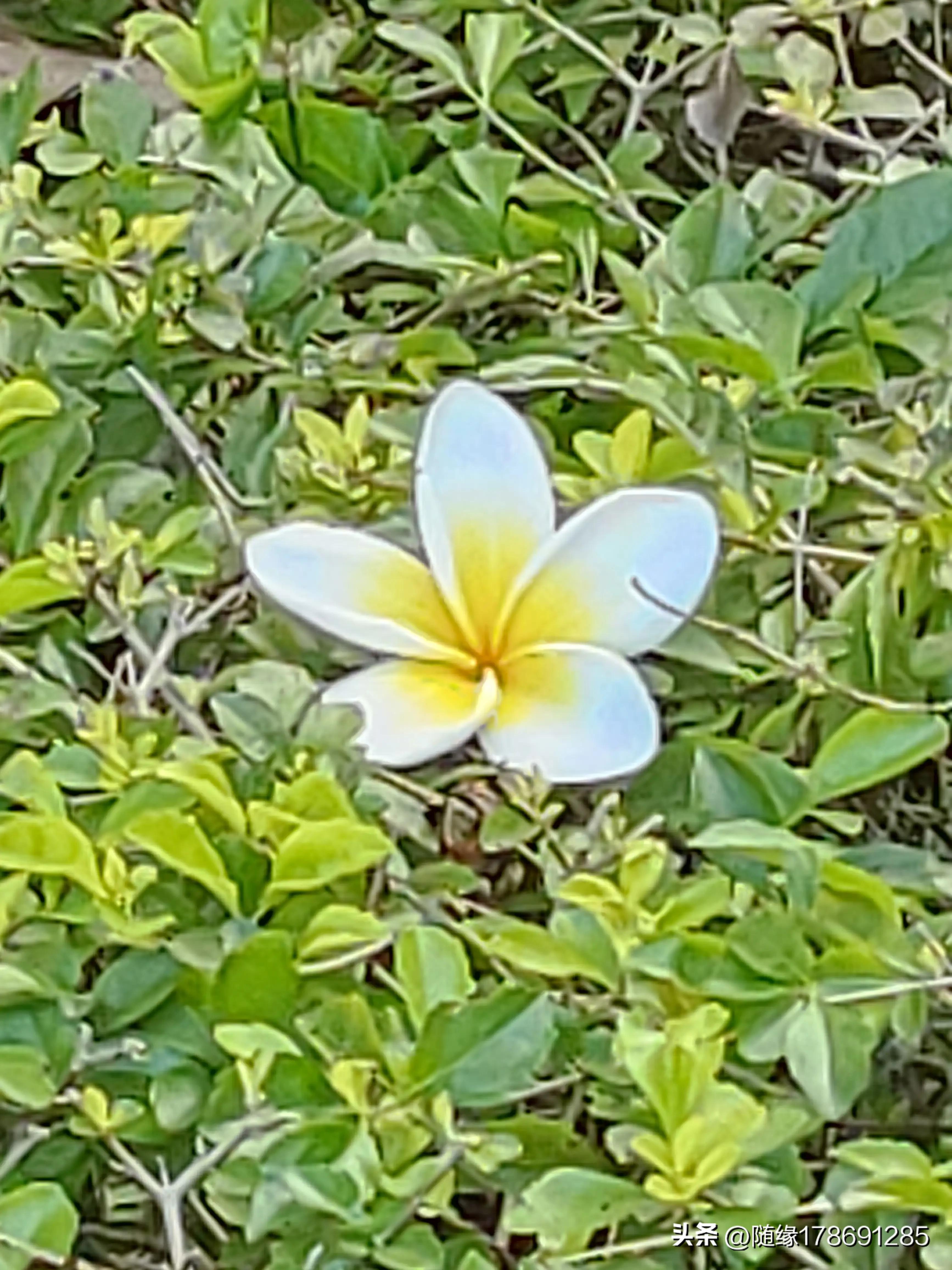 鸡蛋花开,又到了鸡蛋花开的季节