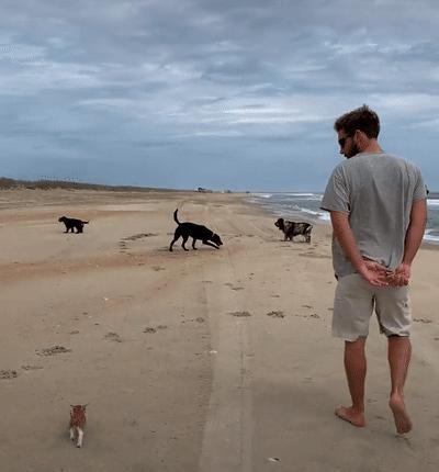 捡来的小橘把狗当妈妈,开始逐渐狗化,一起拆家、听指令、游泳…