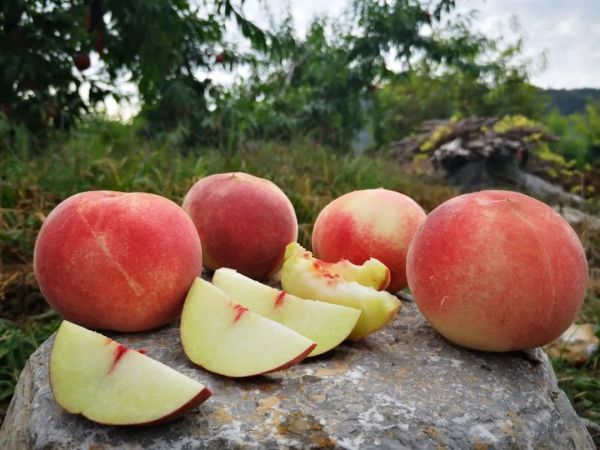 金秋红蜜桃:糖分爆表,还能更甜吗?