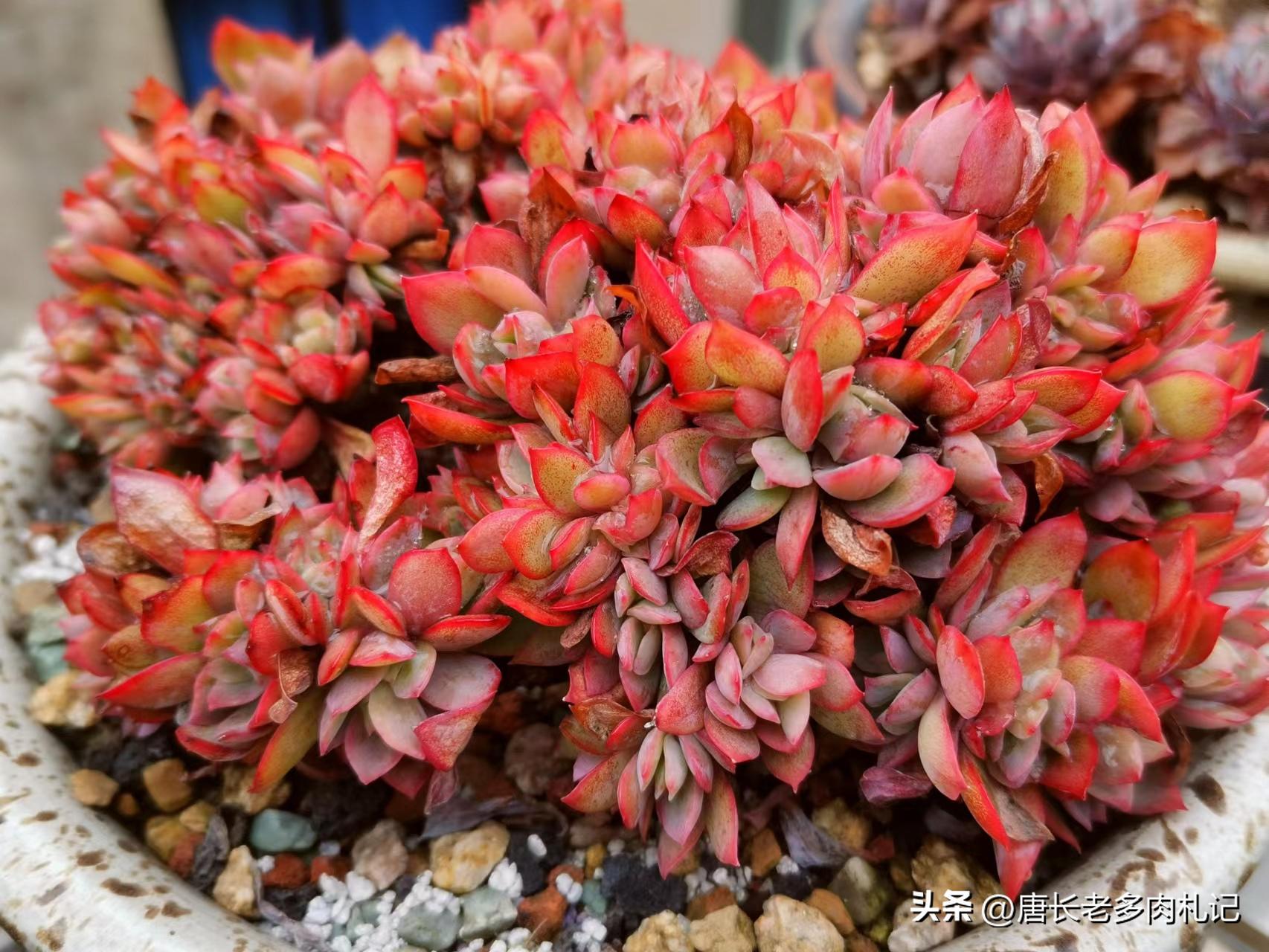 漂亮的多肉都难养是个误区,为什么养多肉的都出坑了