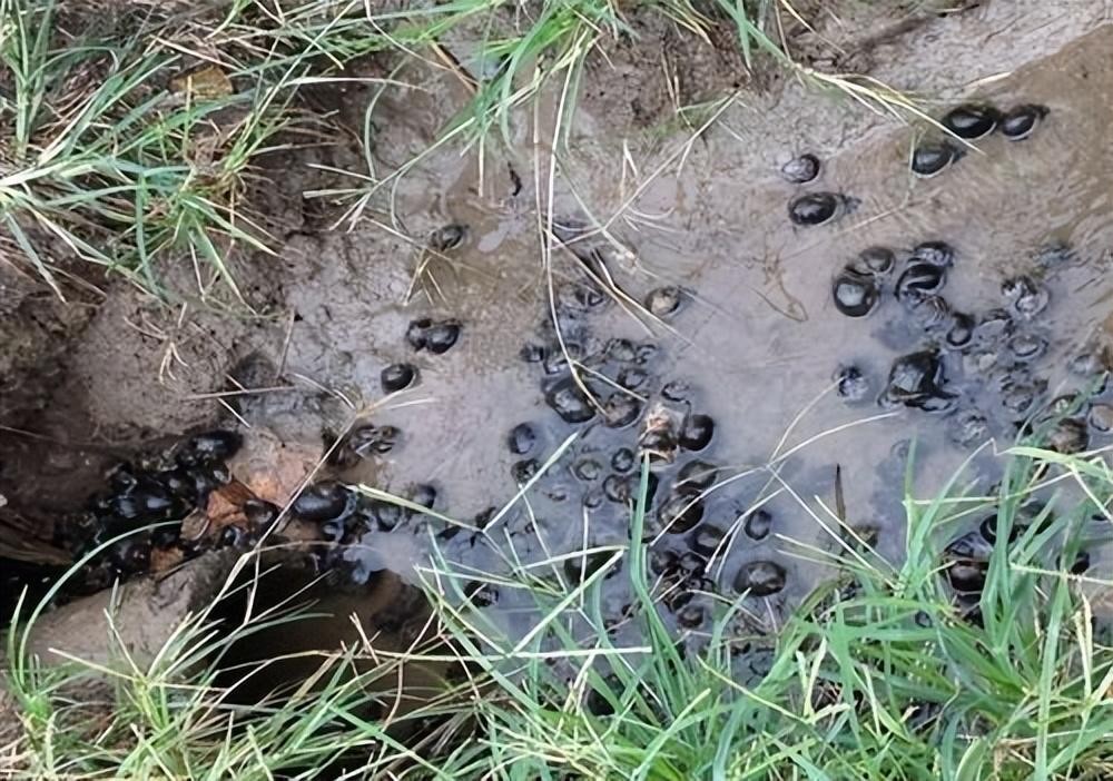 水塘福寿螺泛滥成灾,农村福寿螺成灾