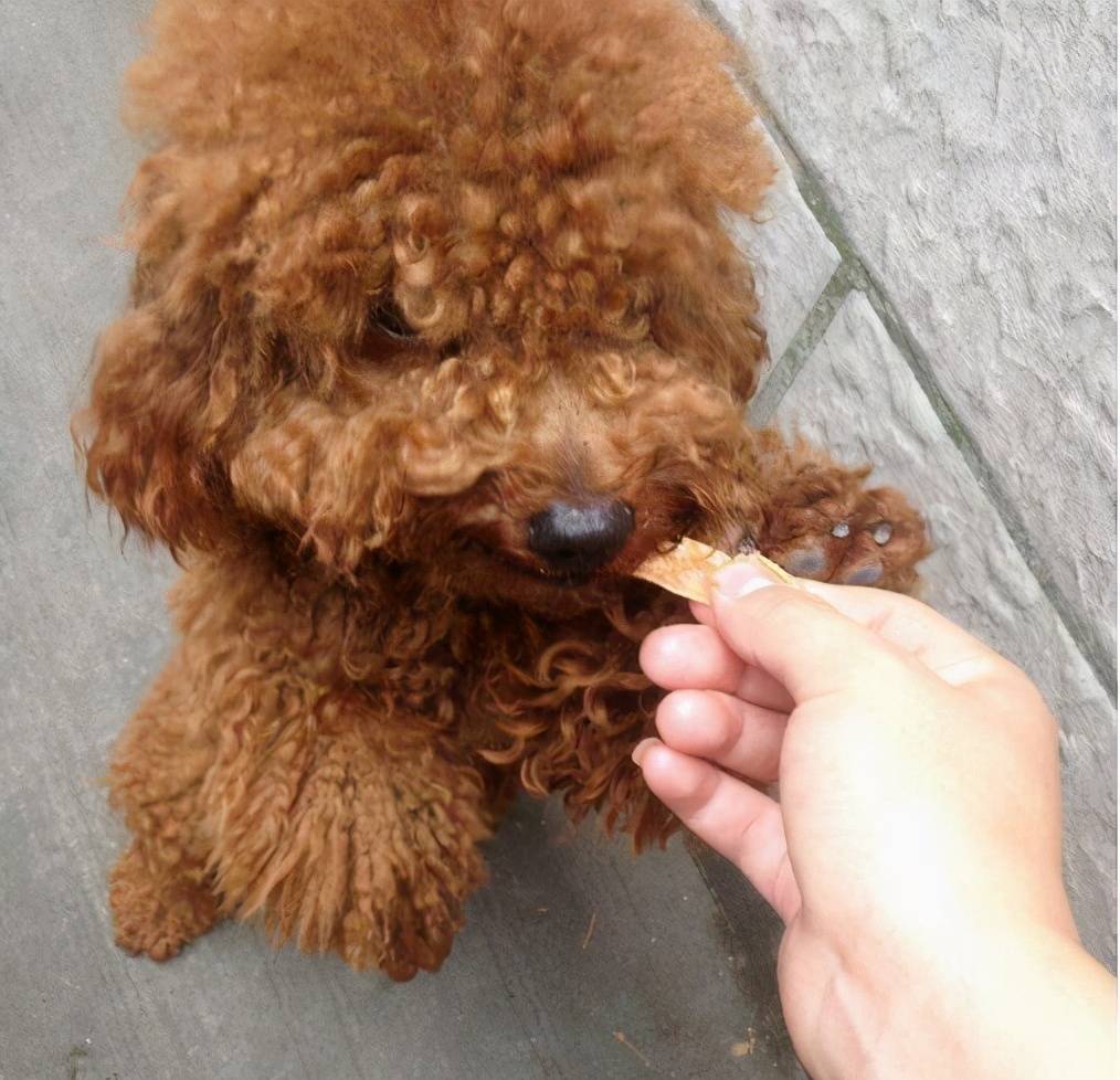 泰迪被你养熟的表现,泰迪吃醋的表现和特征