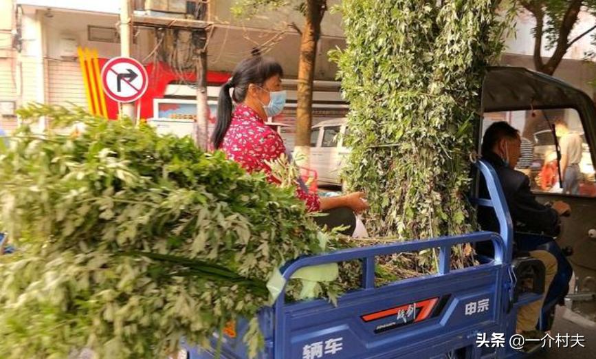 端午挂艾草什么时间挂最好,小叶艾草和大叶艾草哪个适用端午