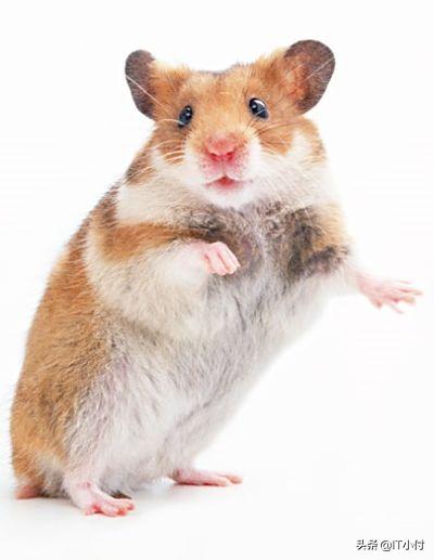 仓鼠幼鼠饲养注意事项,加卡利亚仓鼠饲养方法图解