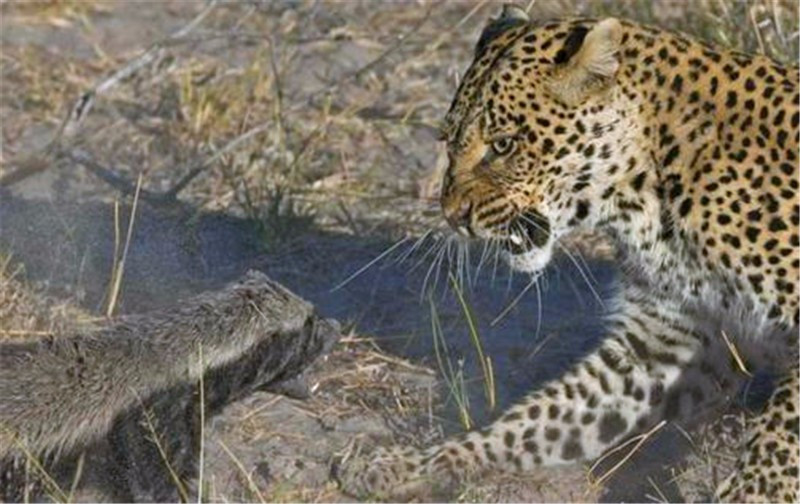 非洲“平头哥”蜜獾有多强？我来告诉你