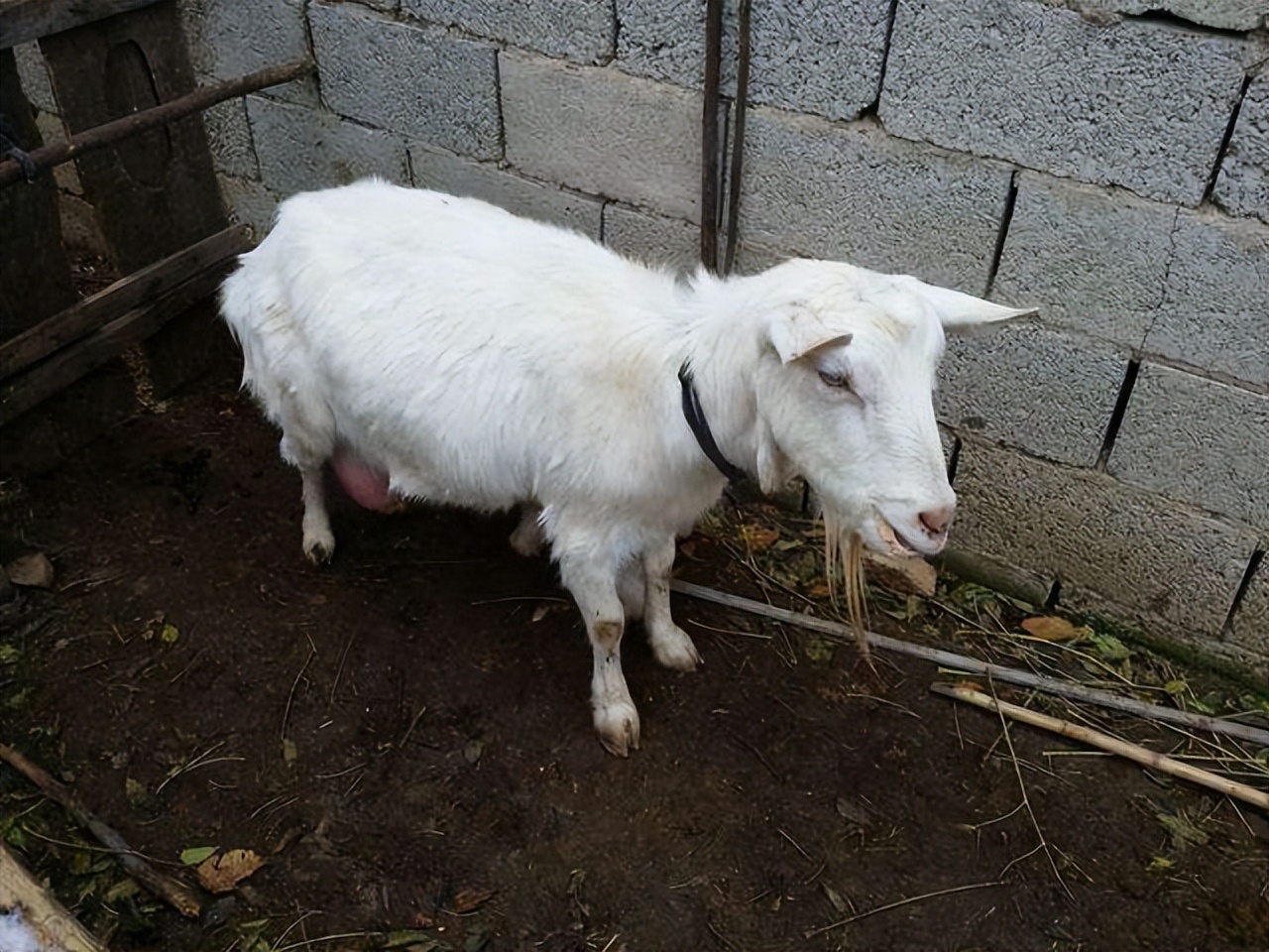 大母羊产羔需要多少时间,母羊产羊羔后怎么喂养