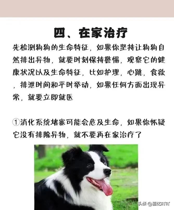 狗狗不小心吞食异物有什么症状,狗狗肠子堵住了怎么排出来异物