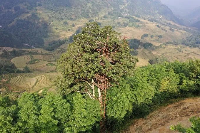 因为娇气和“作死”......它把自己活成了“植物界的大熊猫”