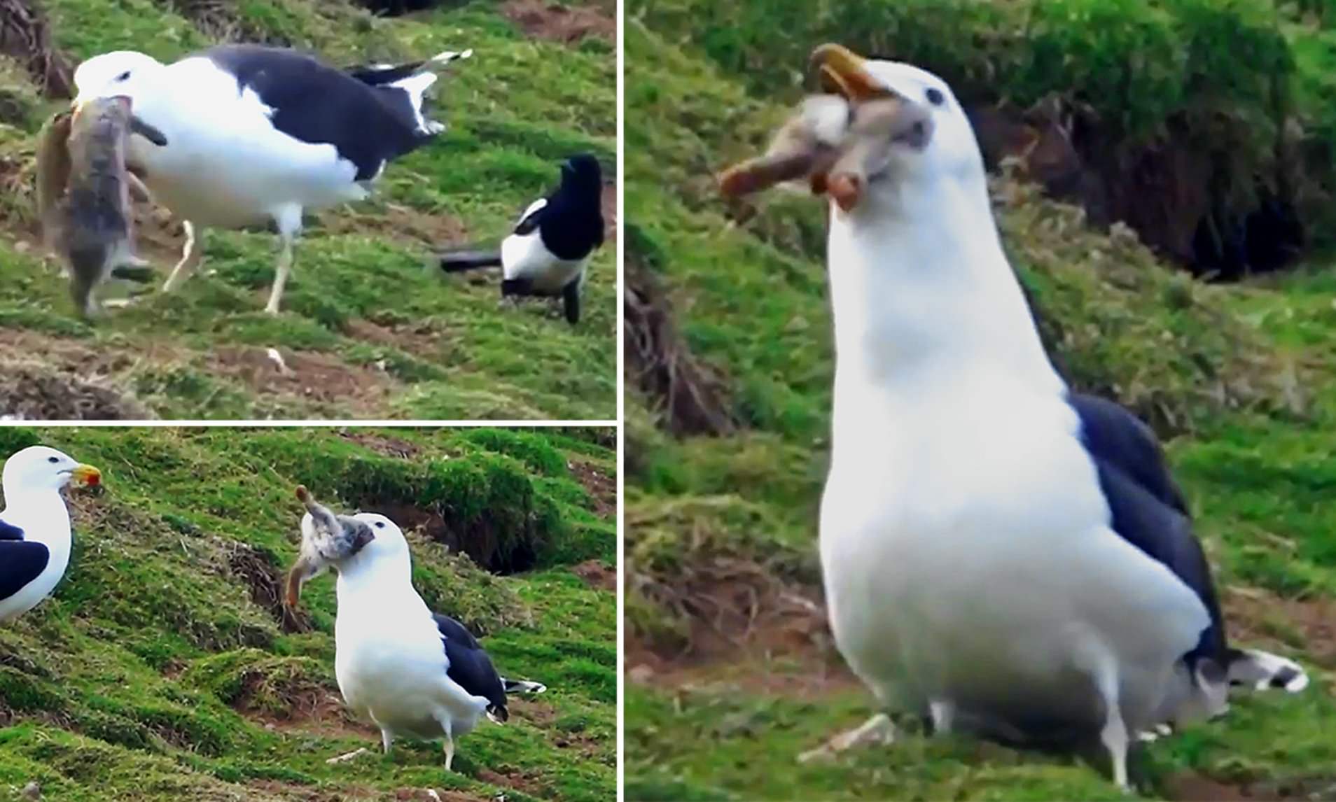 科莫多巨蜥杀死猎物真正原因,科莫多巨蜥撕咬猎物的全过程