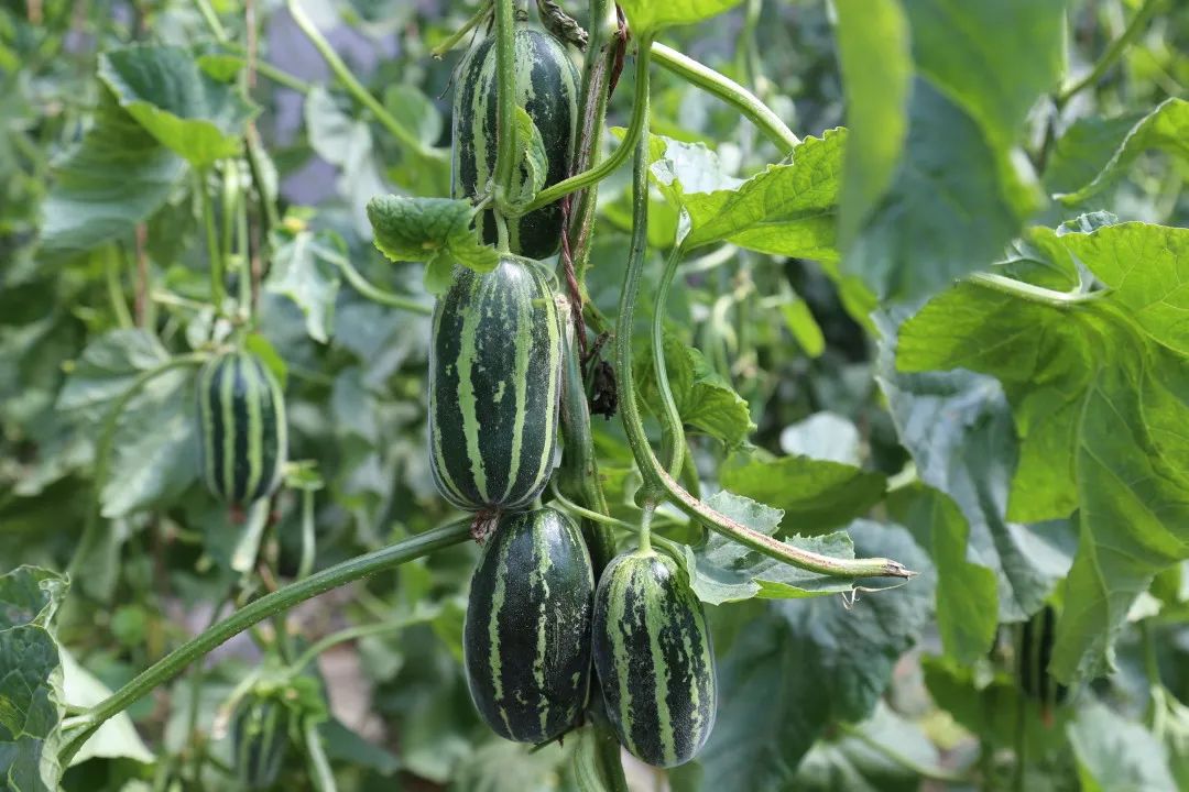 瀹佸崰蹇犳氮瀛愬洖澶翠粖鎴愯嚧瀵屽甫澶翠汉,鏋椾害鍕ゆ氮瀛愬洖澶村涓婅劚璐嚧瀵岃矾