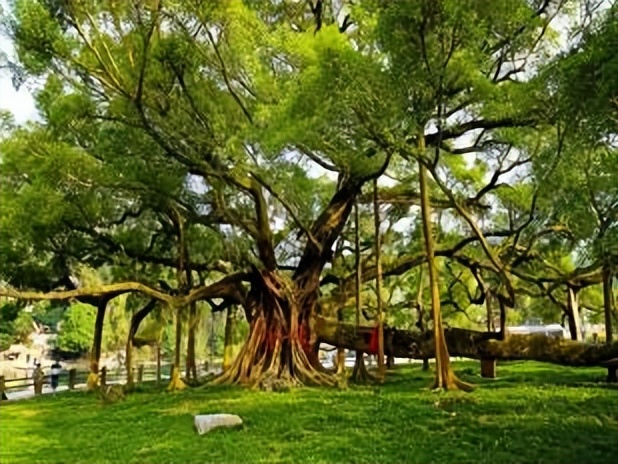 桂林市阳朔旅游景区有哪些,阳朔免门票旅游景区在哪里