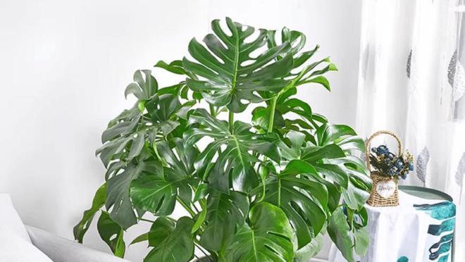 龟背竹抗冻,龟背竹冬天叶片变黄了怎么办