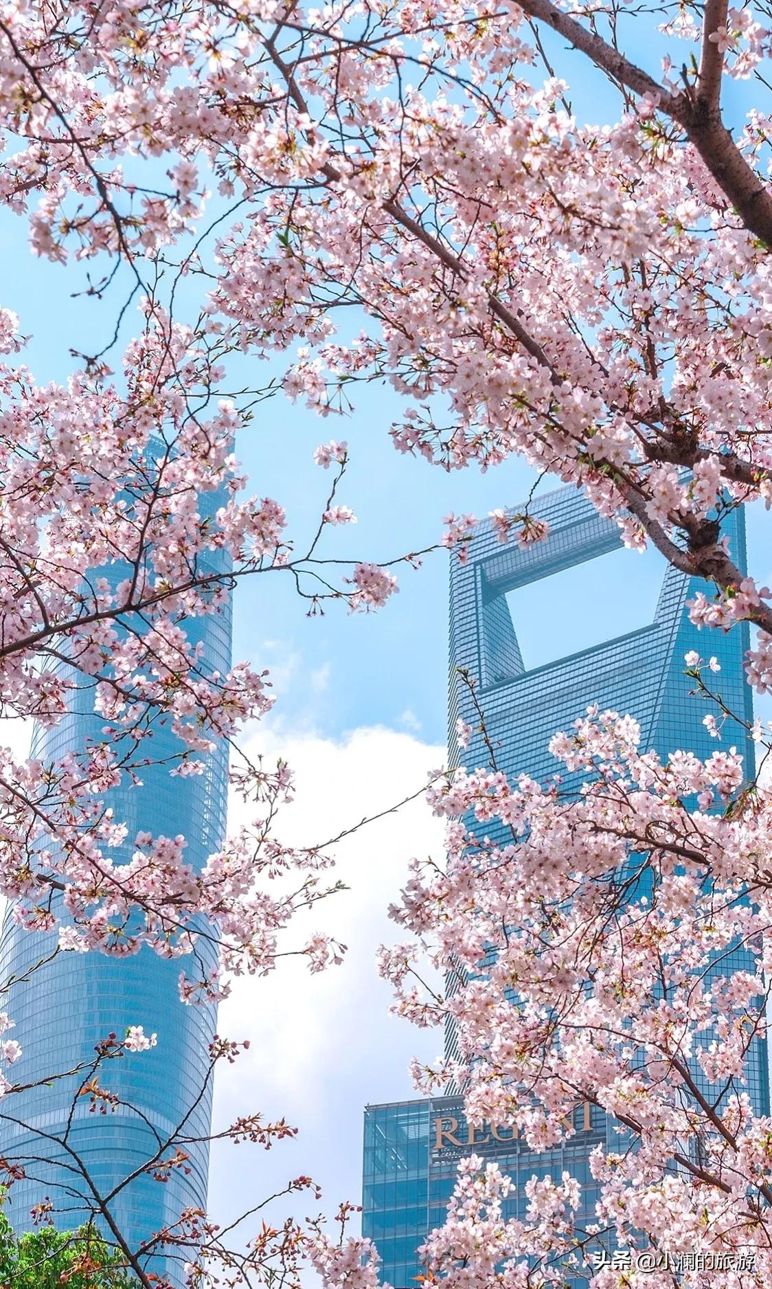 上海市八大免费赏樱地，去过一次的人，基本会再去第二次