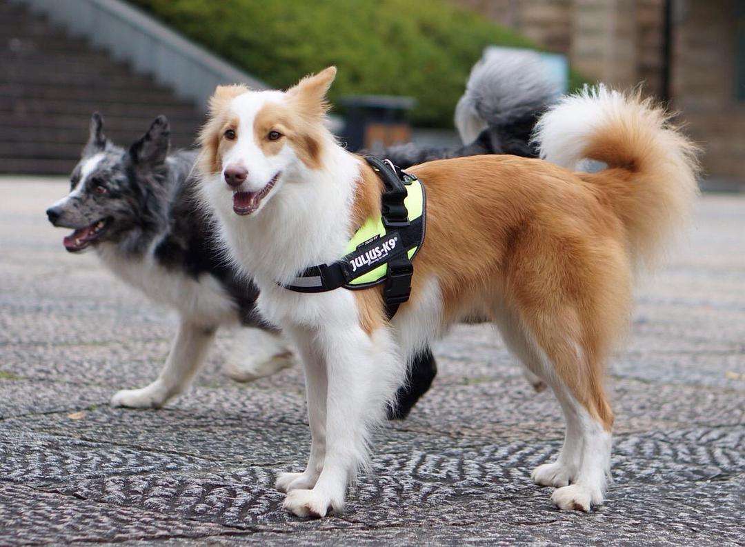 为啥边牧有小心思,边牧想吃东西的小心思