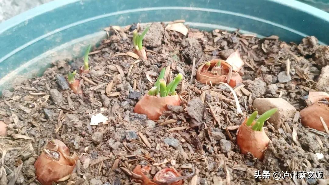 小葱怎样种植才能长得又粗又壮,小葱的种植技巧与管理方法