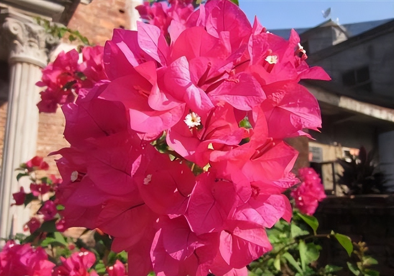 10种公认最好养的花三角梅,十种勤花三角梅