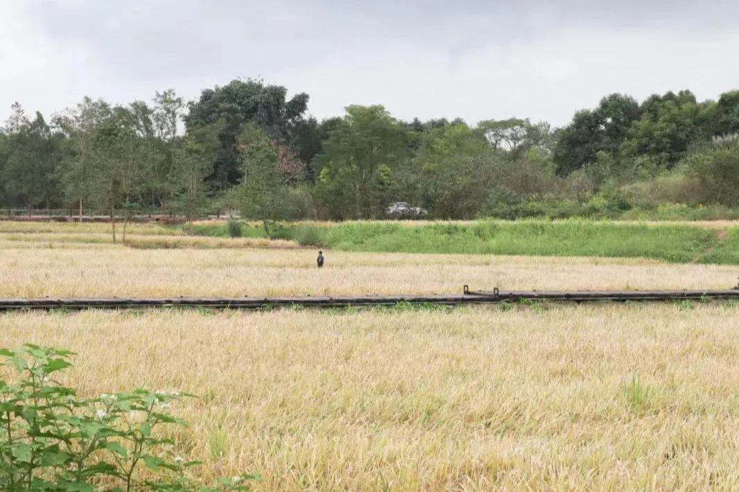 成都地铁9号线打卡景点大全,成都地铁3号线打卡景点
