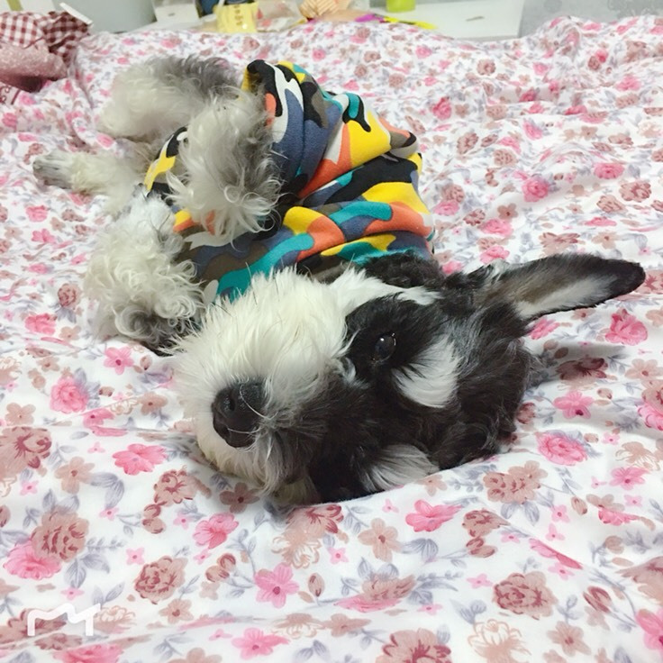 雪纳瑞为什么越来越少人养,为什么养雪纳瑞的人只喜欢雪纳瑞