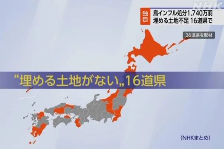 老鹅产品价格下调,老鹅为啥又涨价了