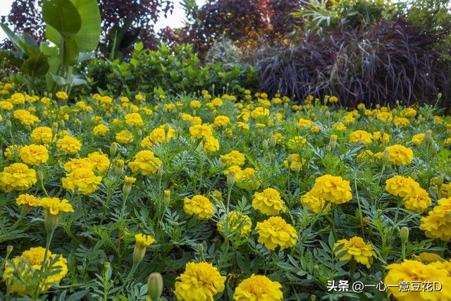 孔雀草花诗词,孔雀草诗