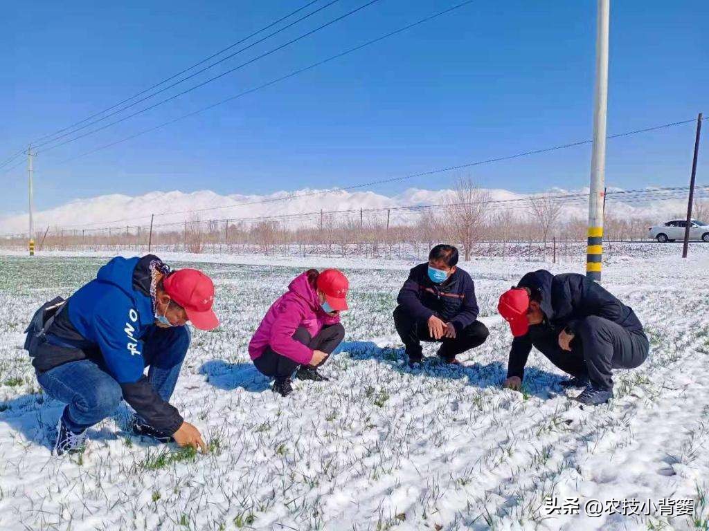 预防作物冻害最好的防冻剂,植物冻害了还能用防冻剂吗