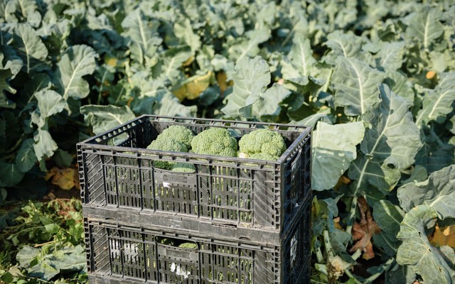 自己培育西兰花种子打破国外垄断,西兰花种子垄断