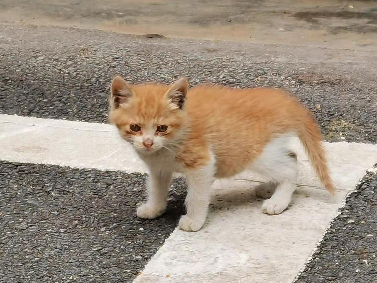猫咪增肥吃什么牌子的猫粮好,猫粮推荐不增肥的猫粮