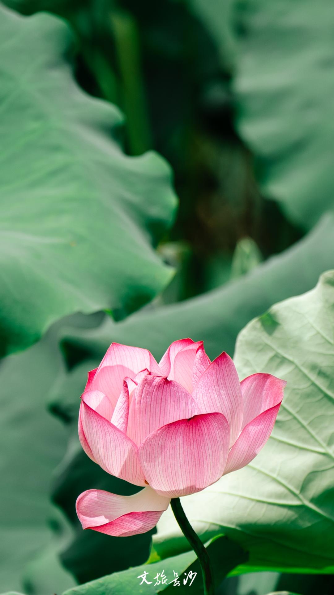 长沙赏秋去哪里,长沙第一波赏荷地图