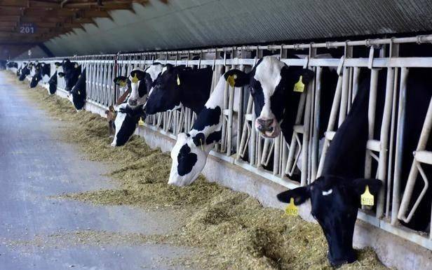 美国人养牛新方法,美国人养牛的方法