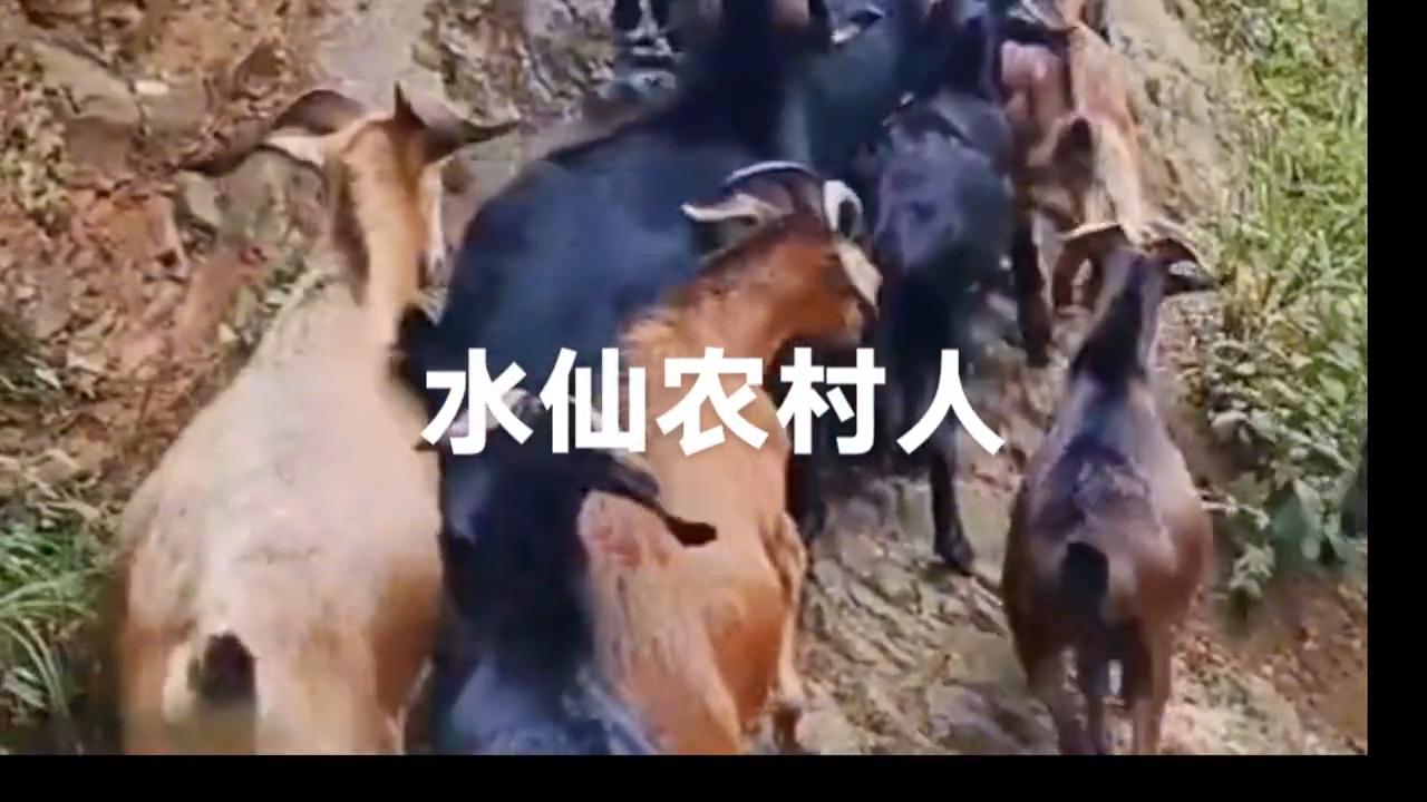 云南黑山羊养殖基地,黑山羊视频