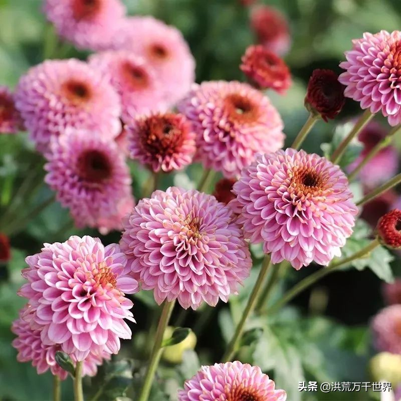 中国十大稀有珍贵菊花品种图片,一年四季开花的菊花有哪些品种