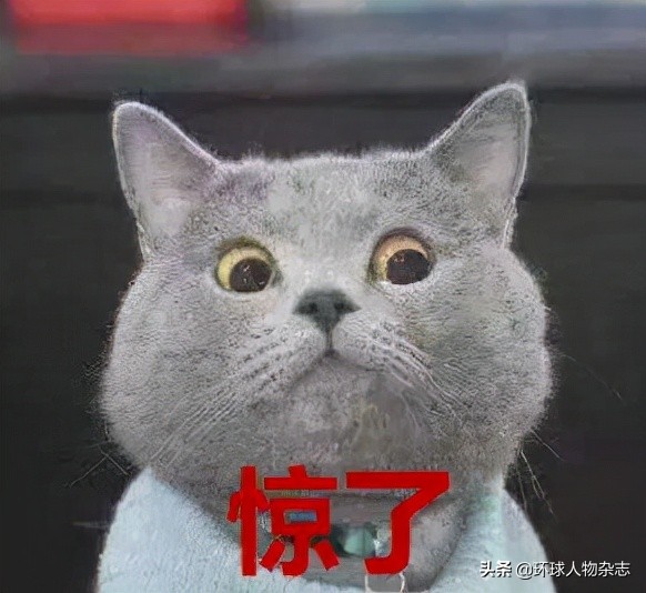 猫咪被惩罚了一直叫,俄罗斯猫被制裁是怎么回事