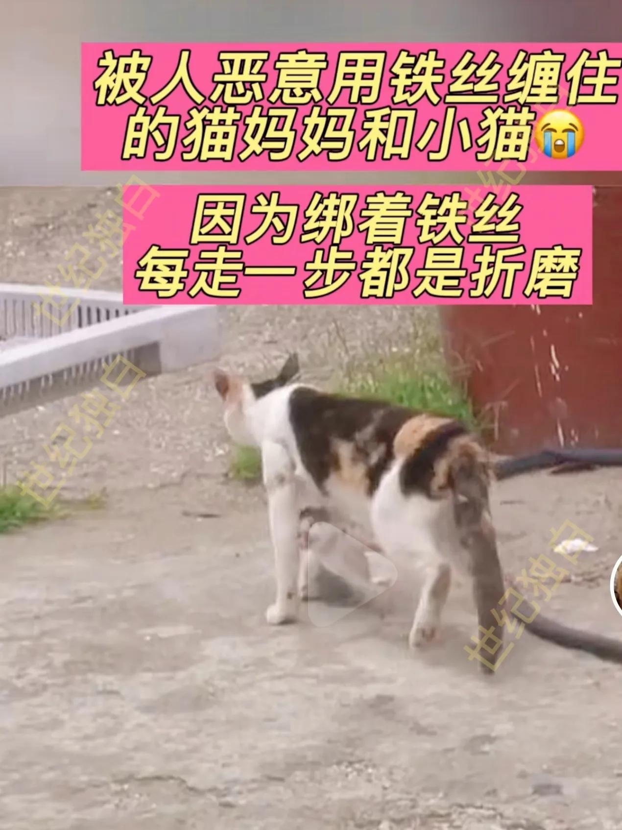 救助生病很严重的流浪猫,流浪猫救治过程