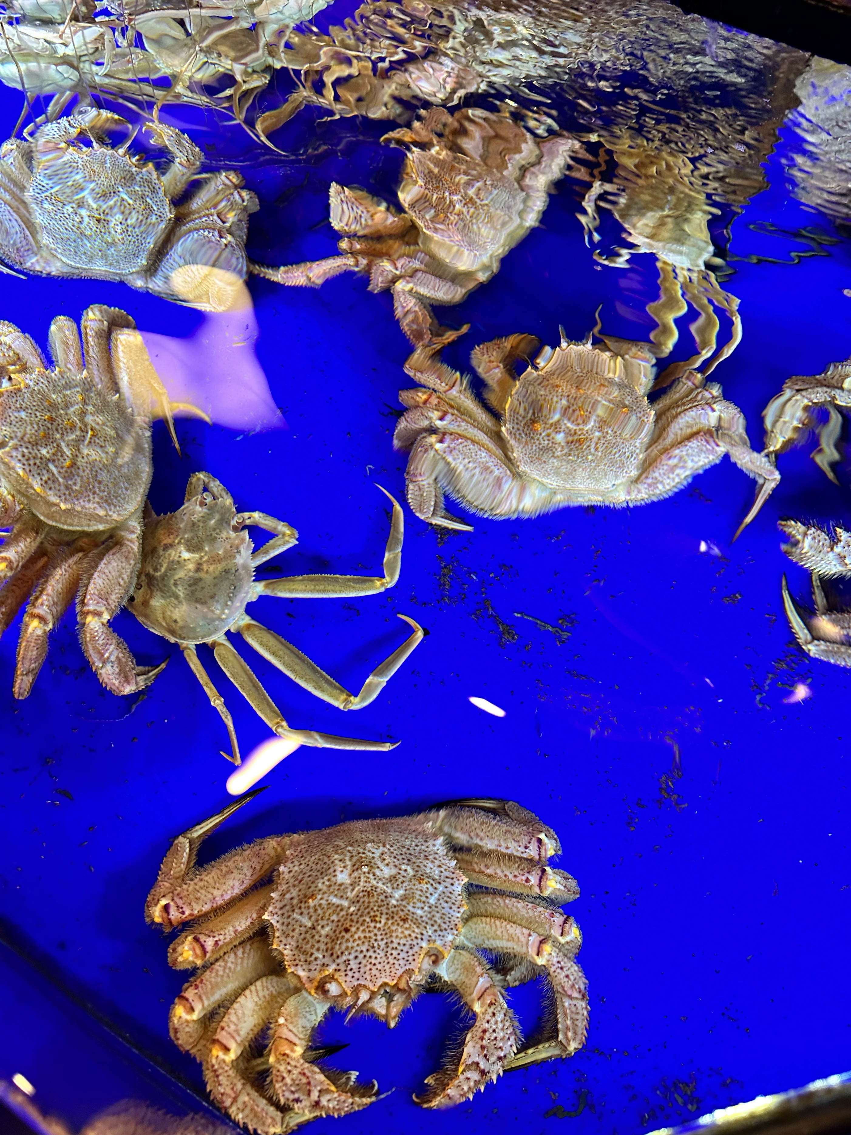 大阪全蟹宴,持中国护照日本签证哪些国家免签