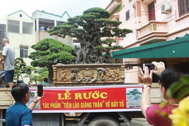 2007年他在越南购买了一棵300年古树，11年后卖出815万