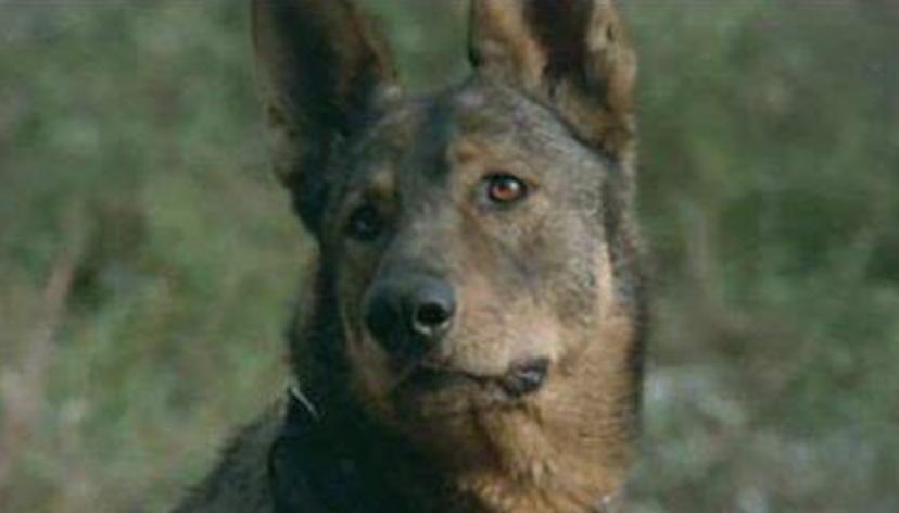 假借拍戏之名，却行“霸凌”之举，演员们的“假戏真做”令人胆颤