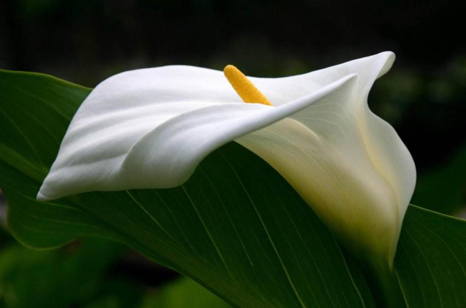 马蹄莲怎么养护才能长得好,马蹄莲怎么养开得快