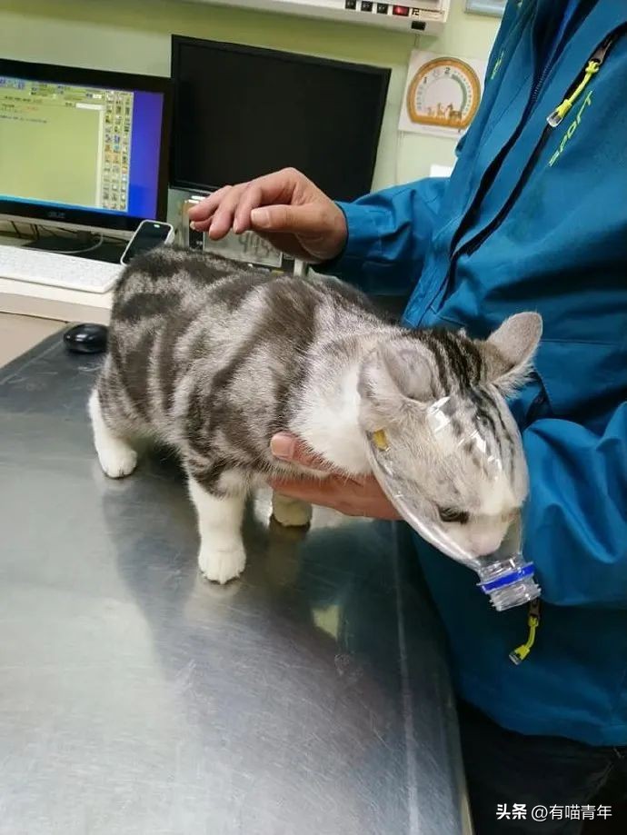 养猫省钱妙招排毛球,养猫不掉毛妙招有哪些方法