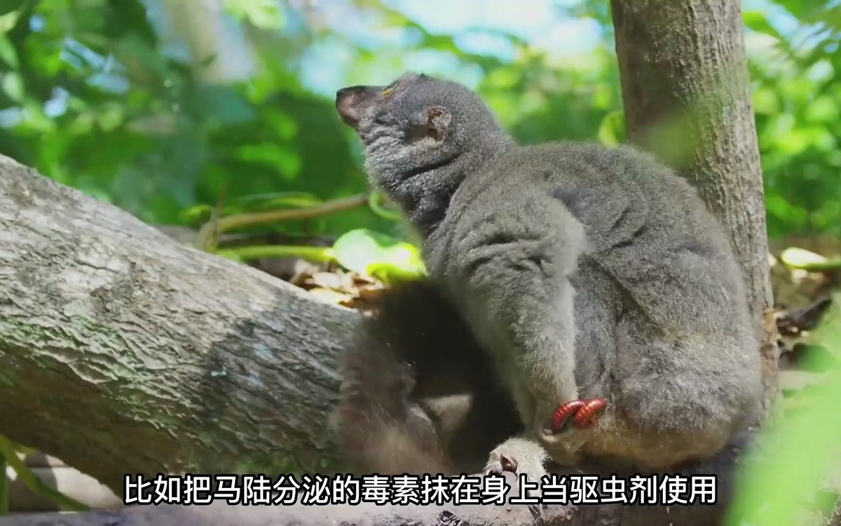 天鹅把*粟罂**当油菜吸嗨了，狗舔癞蛤蟆上瘾，动物吸毒有什么后果？