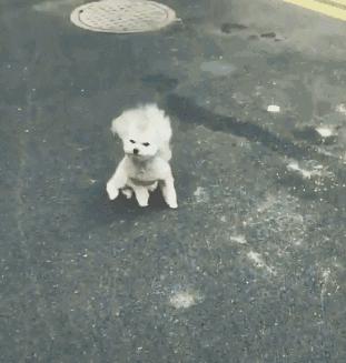 什么狗适合懒人又有安全感新手养,最好养的五种小型宠物狗