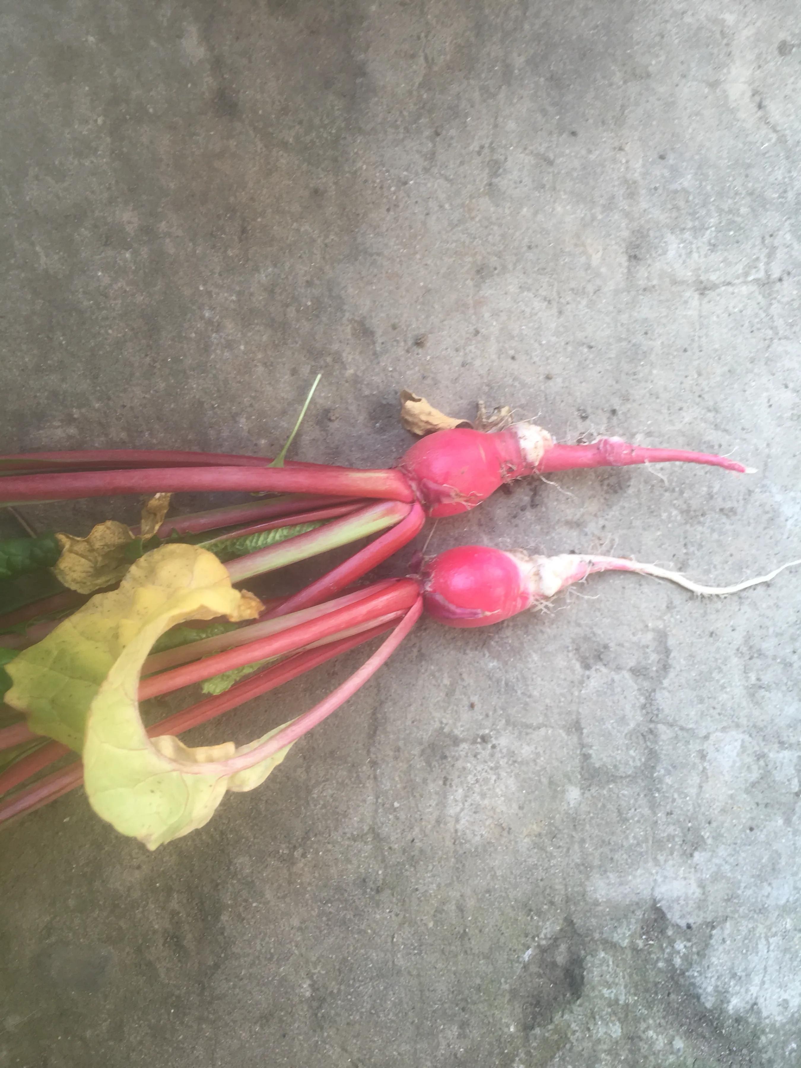 2023年的油菜籽啥价,2022年预计油菜籽价格