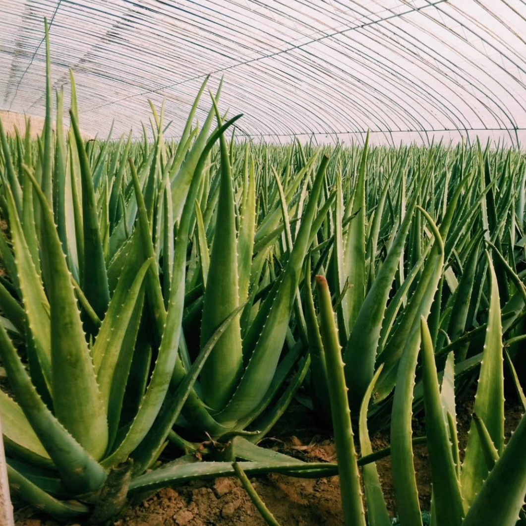 喜欢养花的人更养人,喜欢养花的能不能养猫