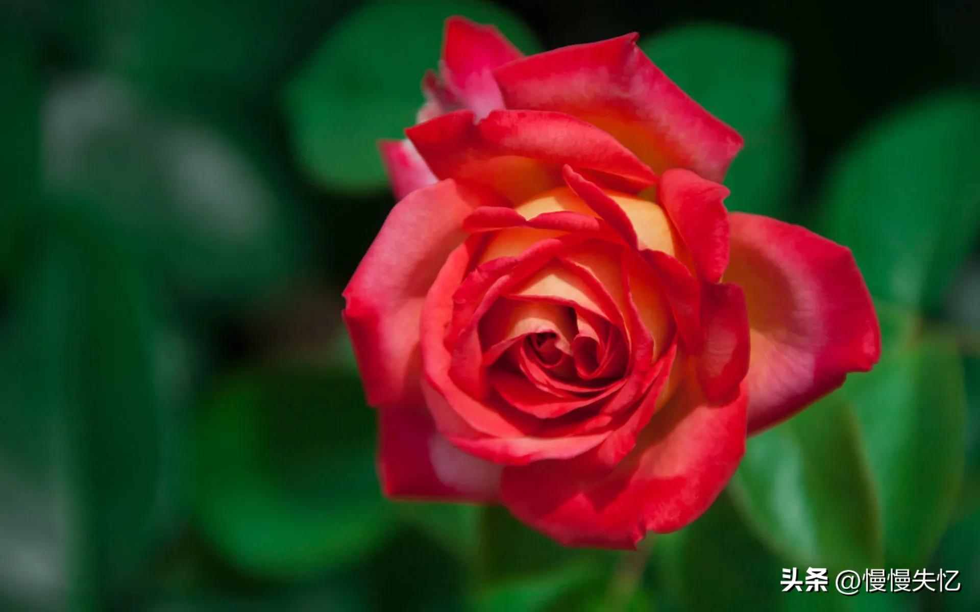 鍏充簬鐜懓鑺辩殑鍞編灏忚瘲,鐜懓鑺辨紓浜敮缇庣殑璇楀彞