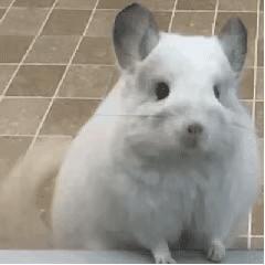 双11适合入手的旗舰机,双11买手机这12款值得考虑