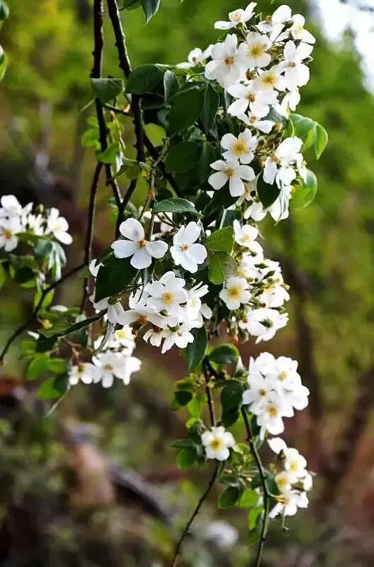 花开到荼蘼的诗句,花开荼蘼花事了诗句