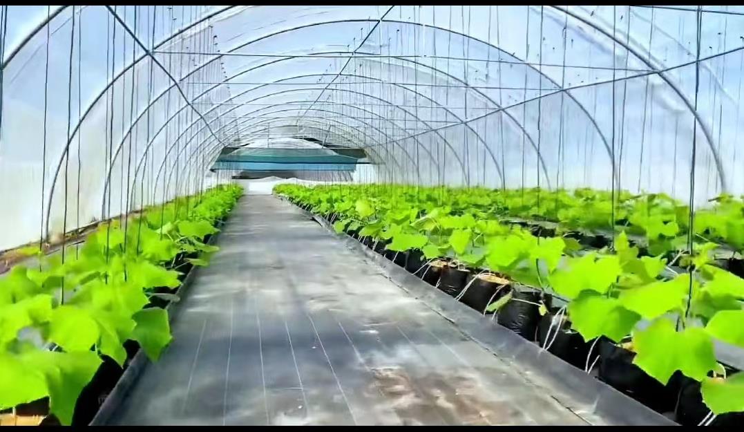 日本乡村两夫妻种菜,日本夫妇用木屑种黄瓜